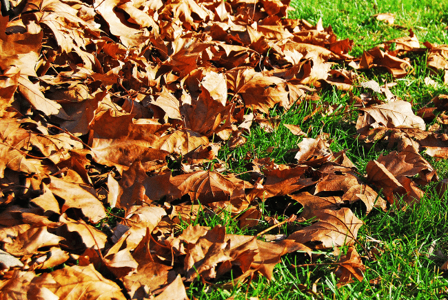 fall_leaves_on_lawn