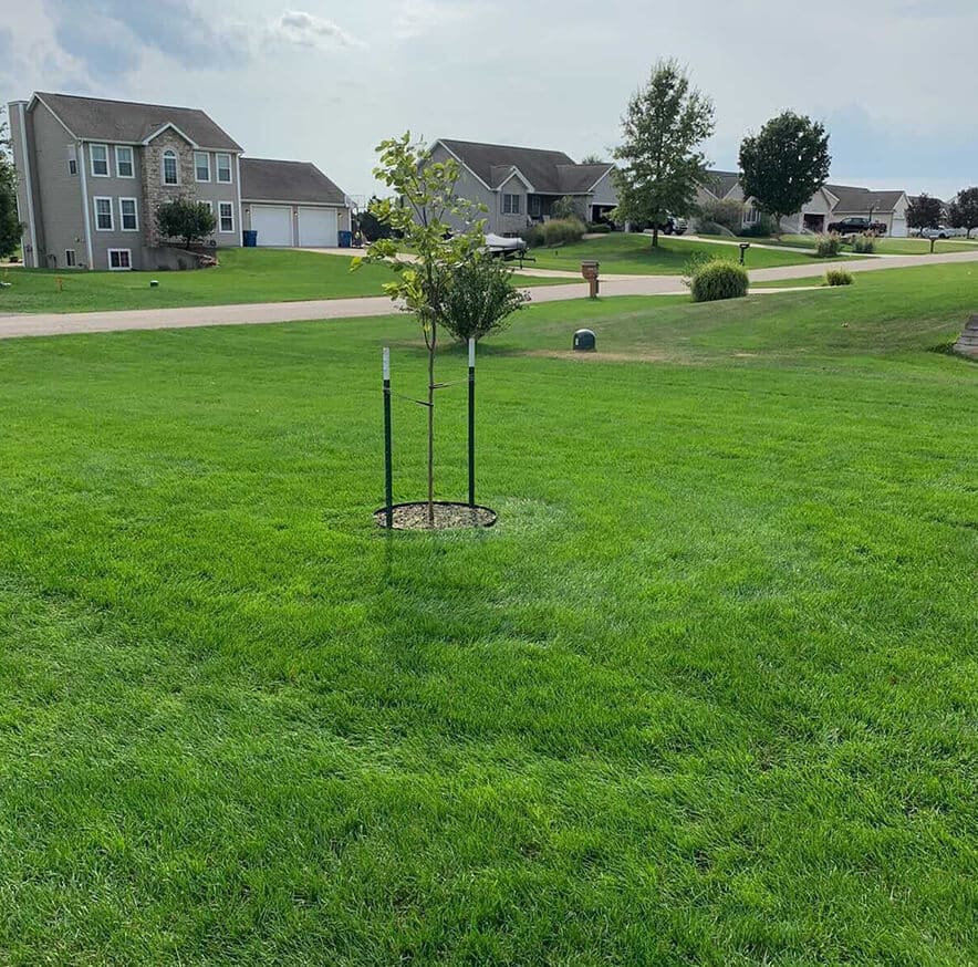 A young tree protected by a metal support structure on a well-maintained lawn in a suburban neighborhood.