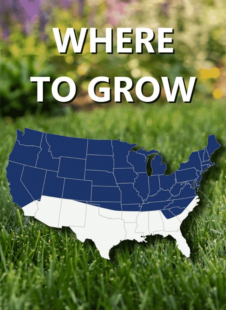 Jonathan Green Black Beauty® Ultra Grass Seed