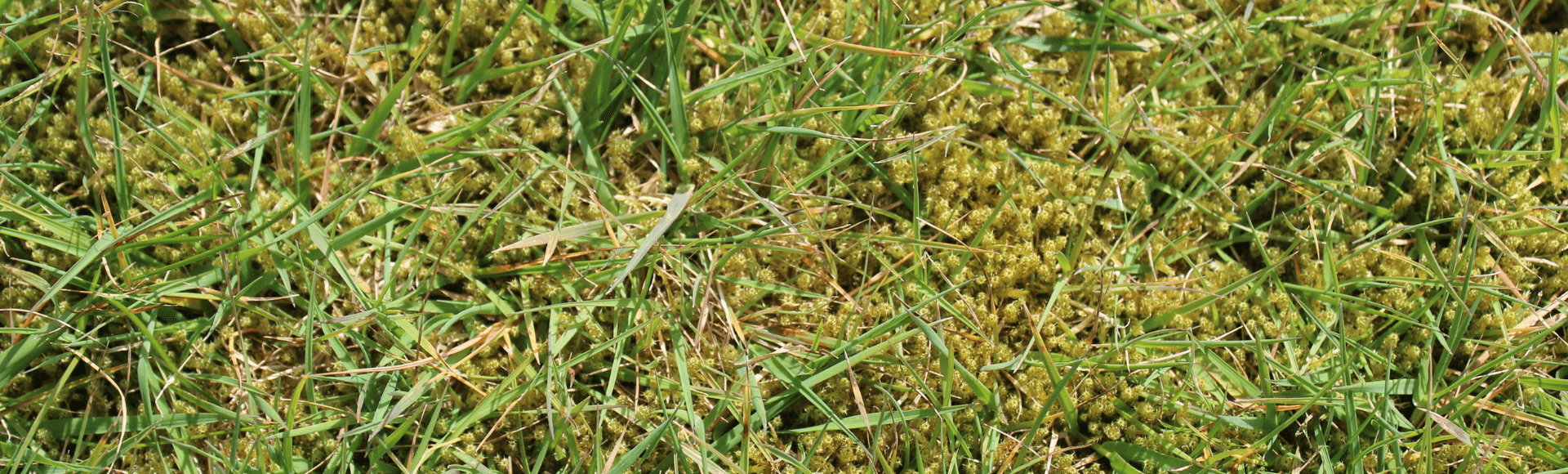 Best Time to Apply Moss Killer to Lawn Jonathan Green