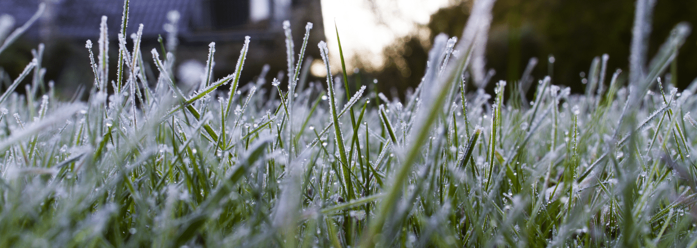 Can Grass Seed Survive the Winter? Jonathan Green