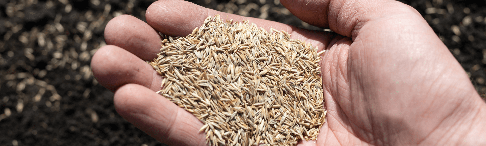 Does Grass Seed Go Bad? How Long It Lasts & How to Store It