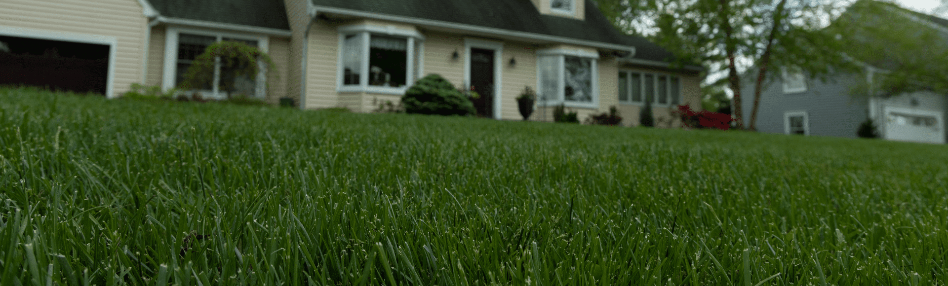 How to Make Grass Thicker and Fuller? Jonathan Green