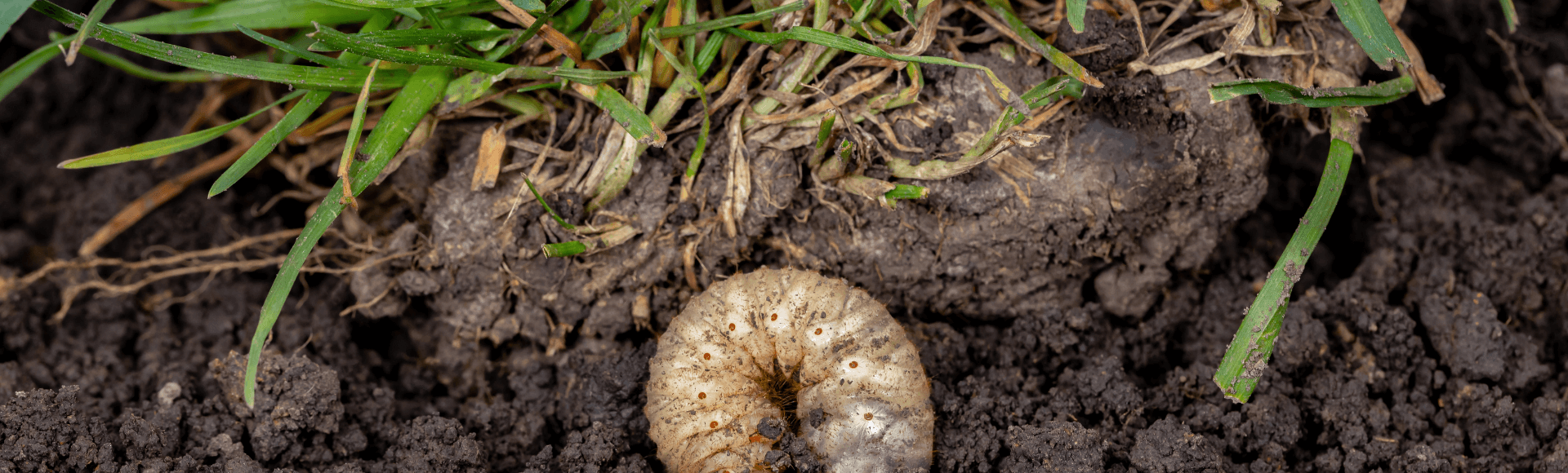 The Simple Guide To Diagnosing And Controlling A Grub Infestation - Pure  Turf LLC