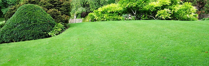 When to Plant Grass Seed in Michigan | Jonathan Green
