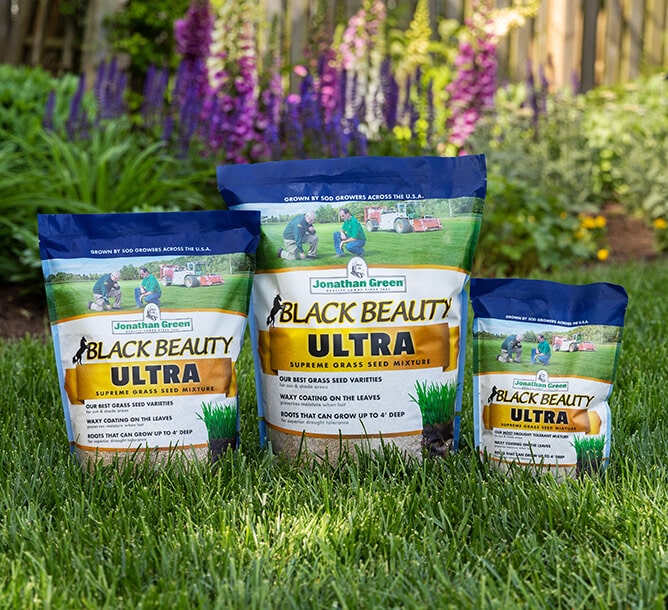Three bags of Jonathan Green Black Beauty Ultra quality grass seed placed on a lawn with blooming flowers in the background.