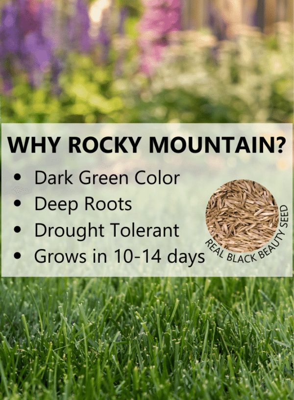 Why Choose Black Beauty Rocky Mountain Colorado Grass Seed
