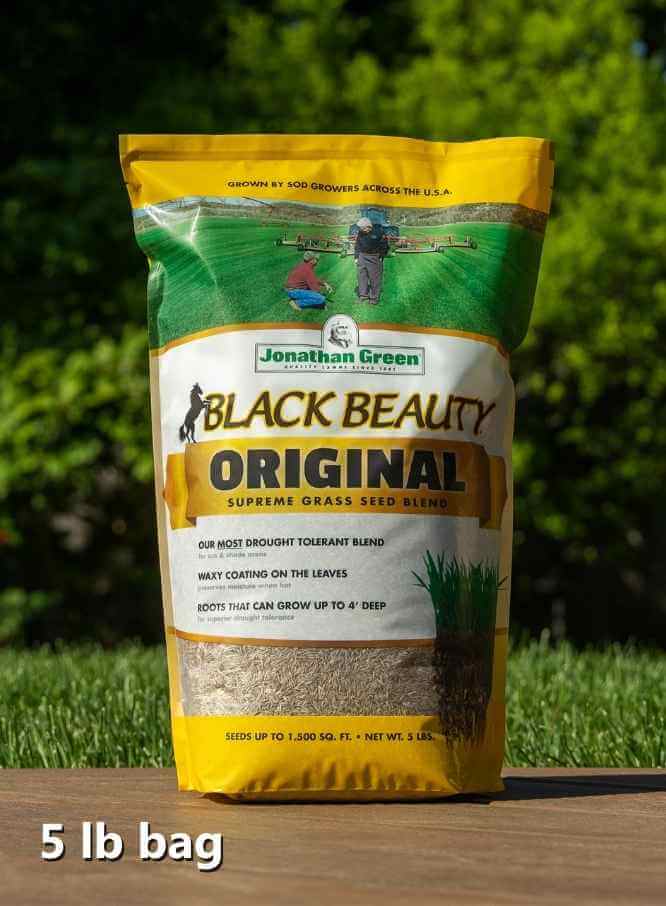 Black Beauty® Original Grass Seed Drought Tolerant Tall Fescue Turf