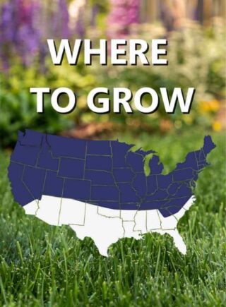 Map_of_USA_Where_to_grow_Black_Beauty_Patcher