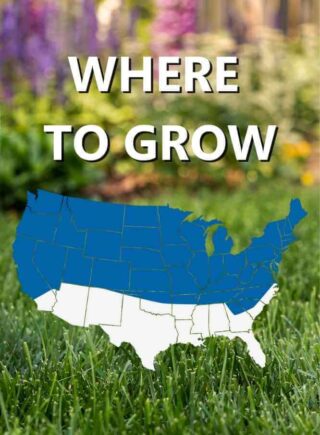 Map_of_USA_Where_to_grow_Black_Beauty_Seed_Roll_grass_seed_mat