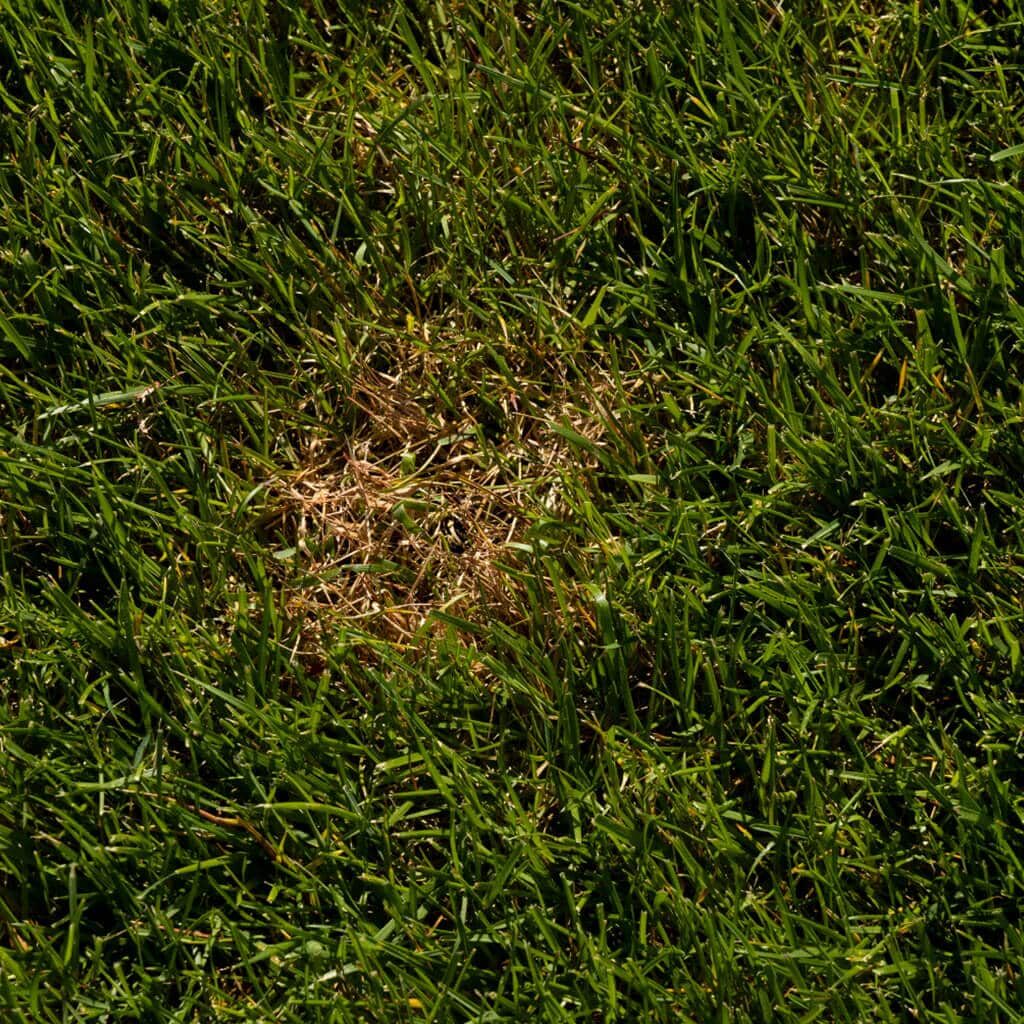 Prevent Over 20 Lawn Diseases