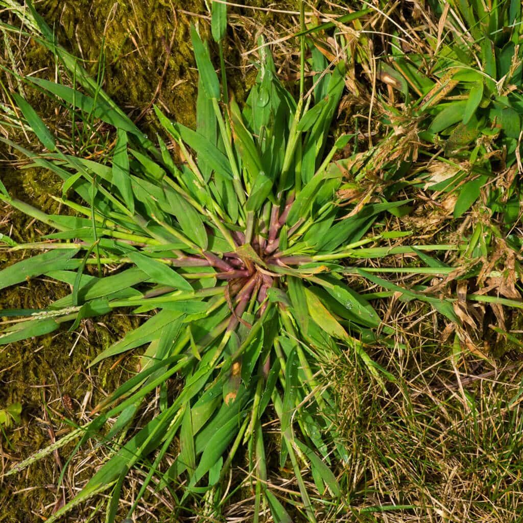 Stop the Cycle! Prevent Crabgrass from Germinating