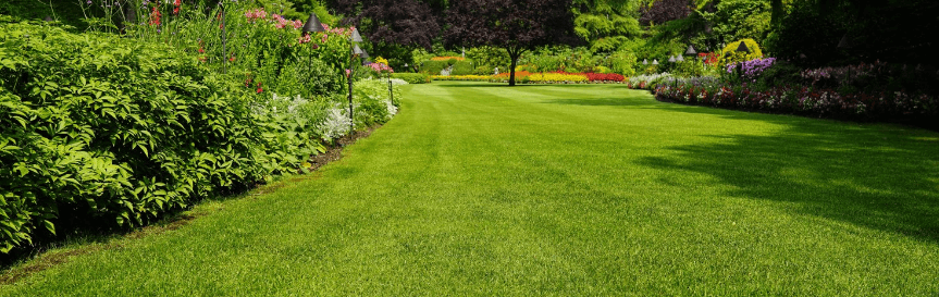 lawn_with_dark_green_grass