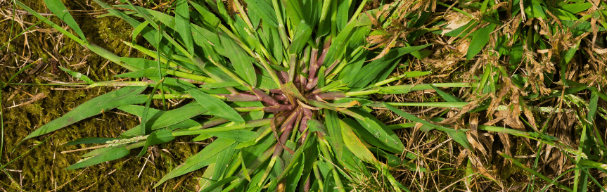 mature_crabgrass_plant