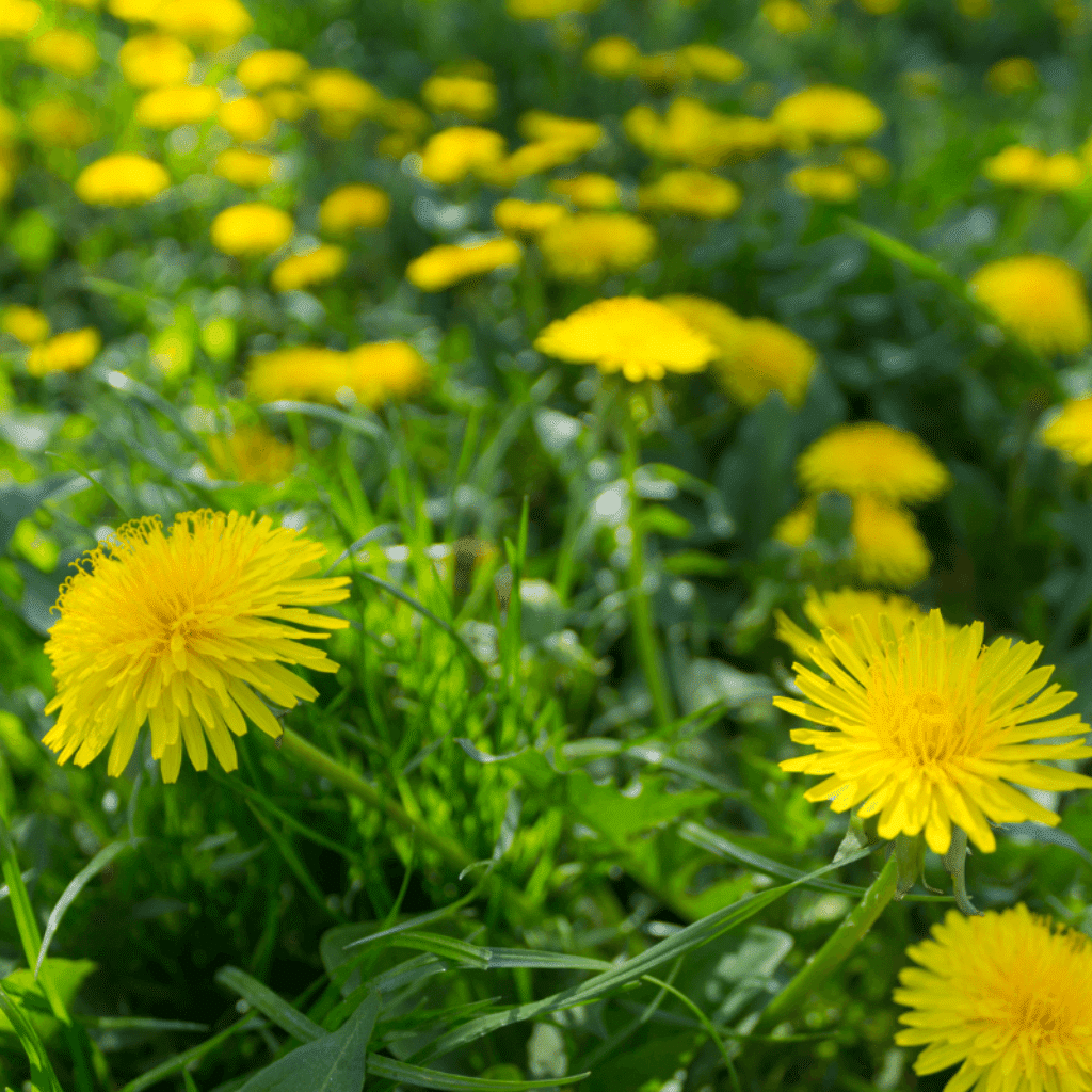 Control Over 250+ Types of Broadleaf Weeds