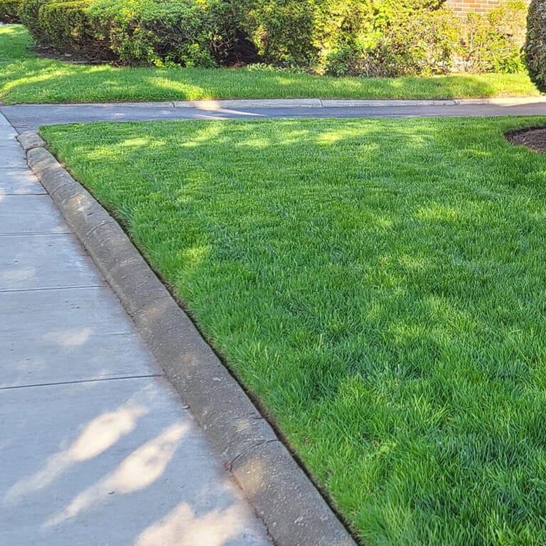 Black Beauty® Sun & Shade Grass Seed Jonathan Green