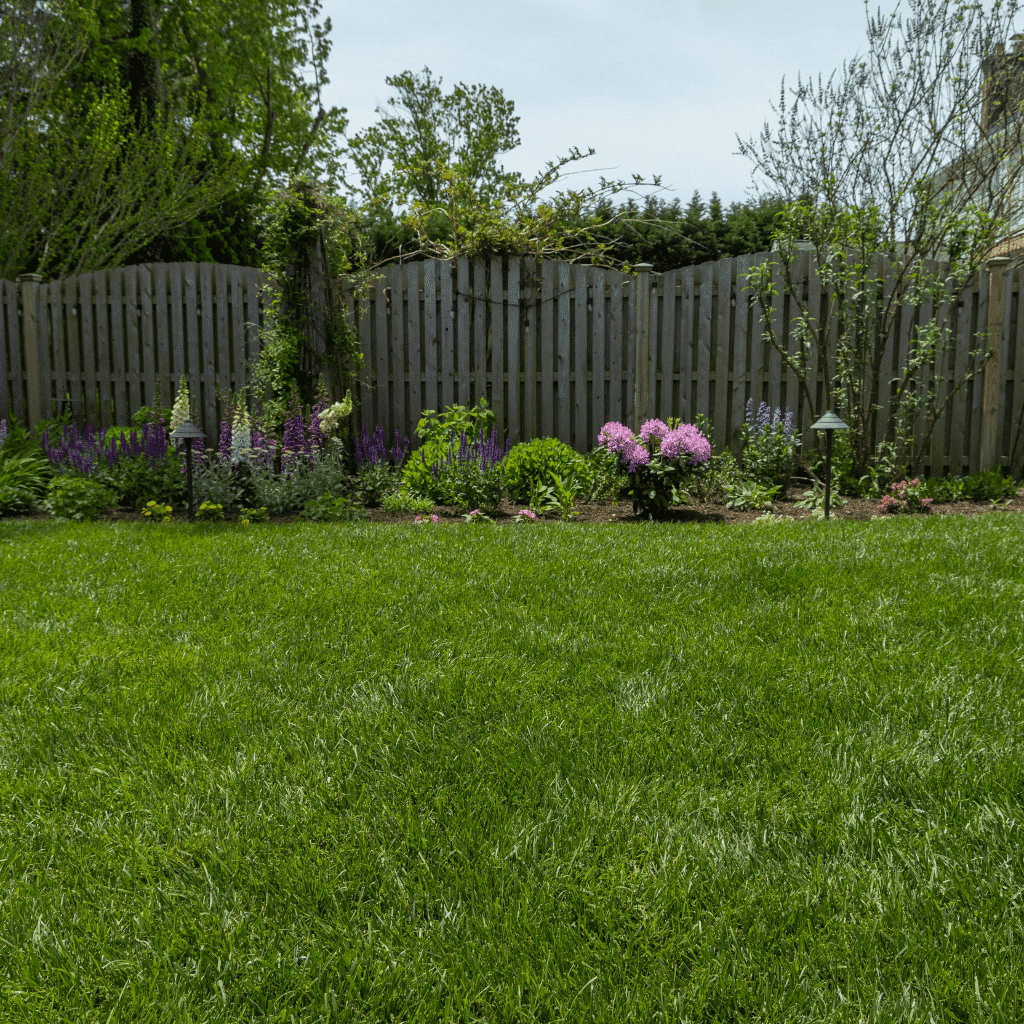 Quickly Green up a Dull Lawn