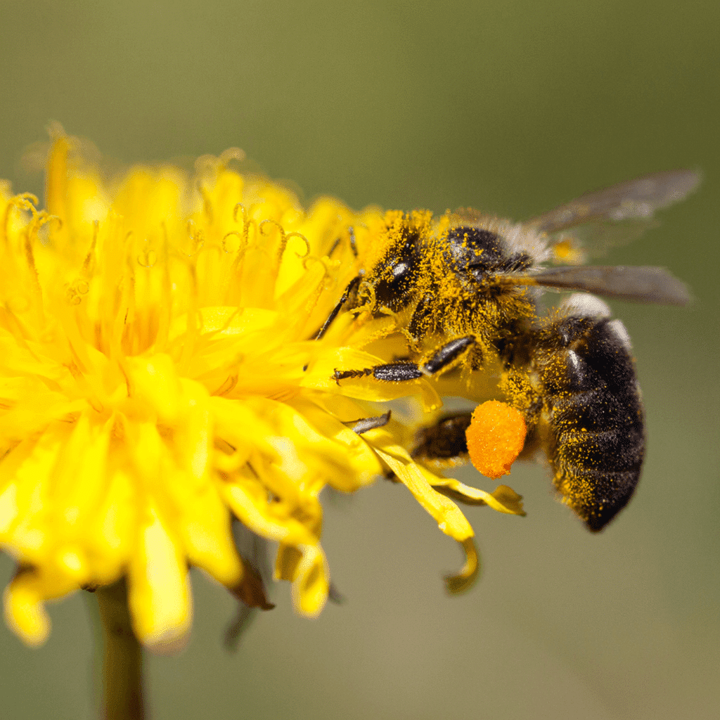 Pollinator-Friendly Lawn Insect Control 