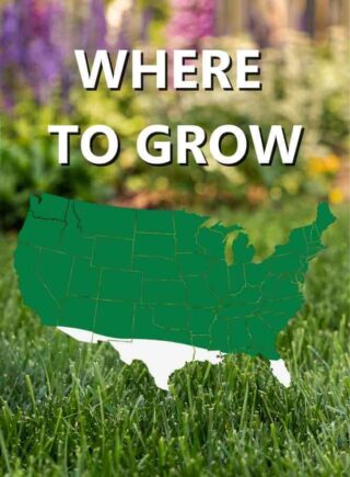 Map_of_USA_Where_to_grow_Black_Beauty_Touch_Up_Tri_Rye_Perennial_Ryegrass_grass_seed