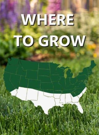 Map_of_USA_Where_to_grow_Black_Beauty_Dense_Shade_grass_seed