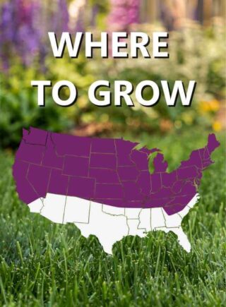 Map_of_USA_Where_to_grow_Black_Beauty_Heavy_Traffic_grass_seed