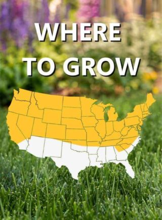 Map_of_USA_where_to_grow_BB_Original_Grass_Seed