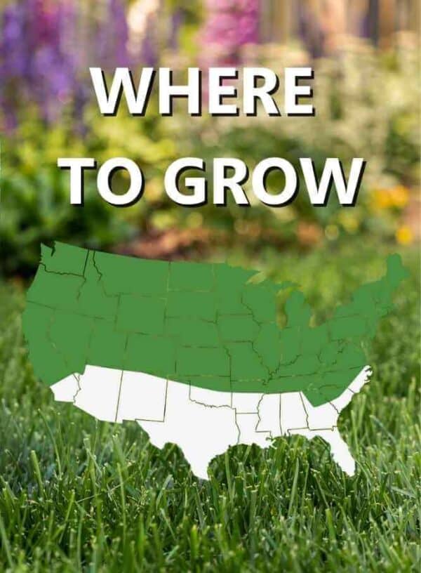 Map_of_USA_Where_to_grow_Black_Beauty_Shady_Nooks_grass_seed