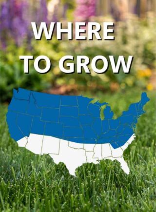Map_of_USA_Where_to_grow_Black_Beauty_Sun_and_Shade_grass_seed