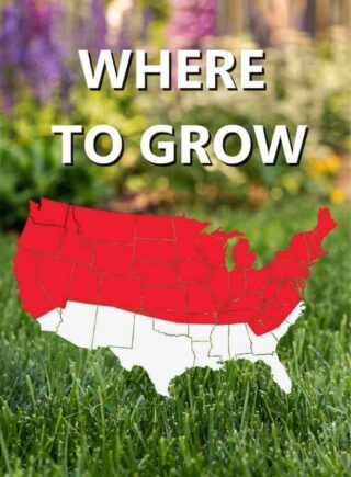 Map_of_USA_Where_to_grow_Black_Beauty_Sunny_grass_seed