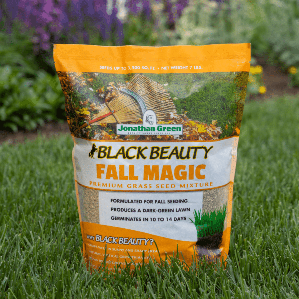 black-beauty-fall-magic-on-lawn