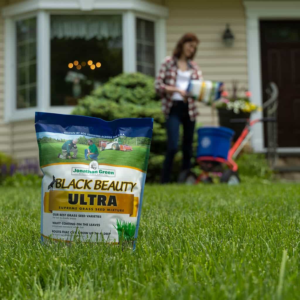 A bag of Black Beauty® Ultra Grass Seed in focus on a well-kept lawn with a woman gardening in the blurred background.