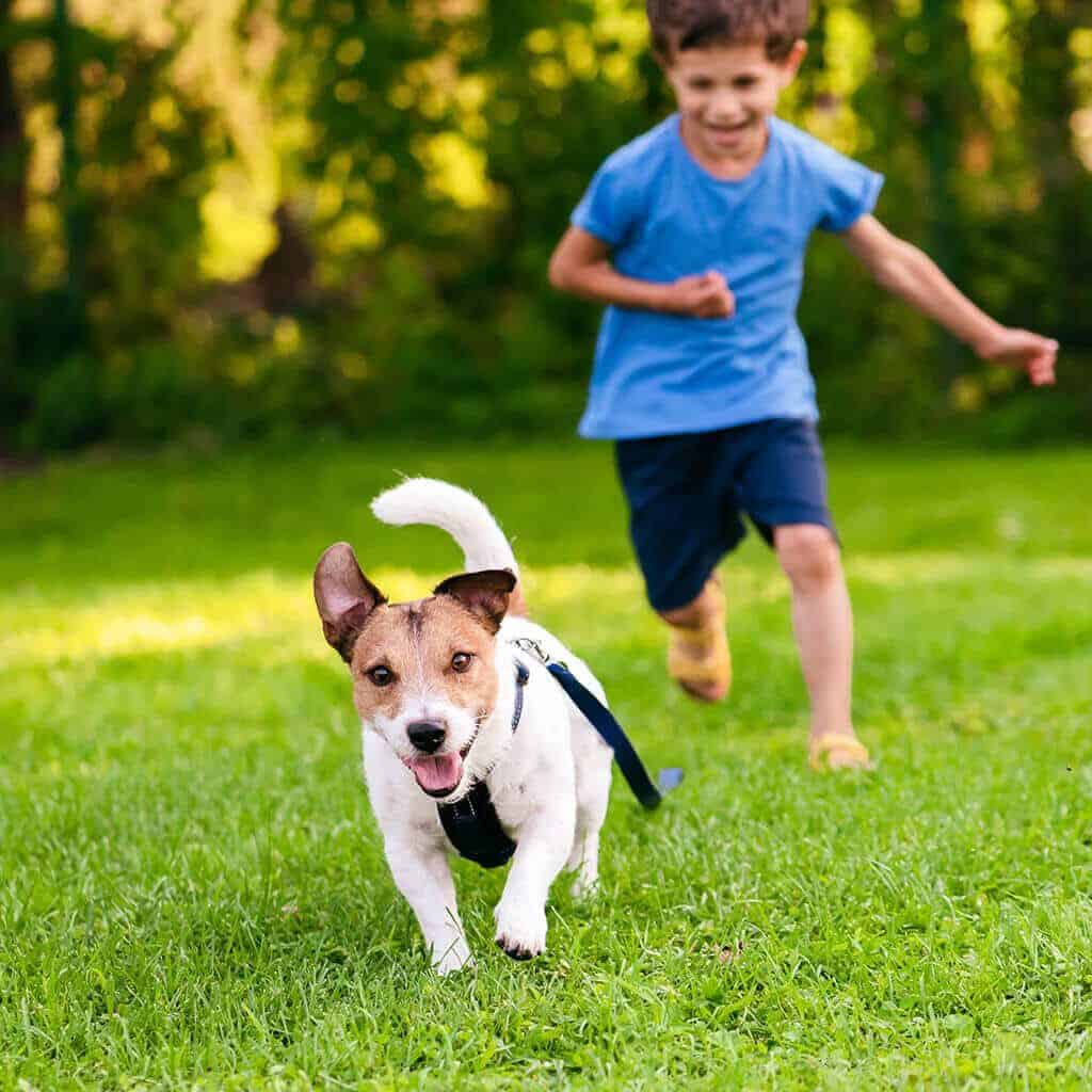 Safe for Kids and Pets