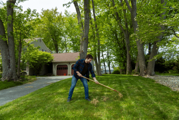 person_using_dethatching_rake_on_lawn
