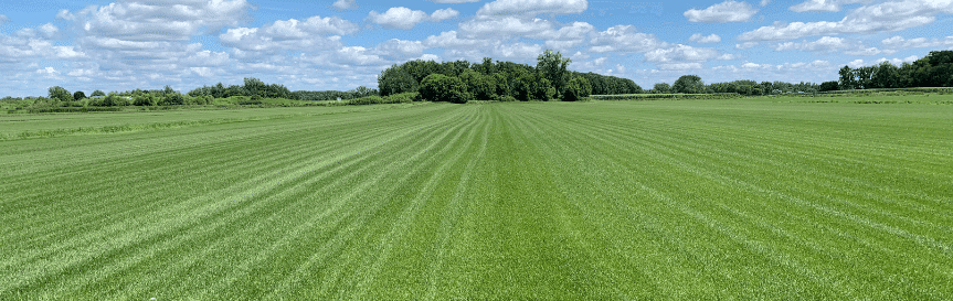 photo of field of kentucky bluegrass
