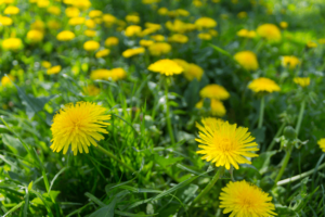 yellow dandelion flowers in tall green grass